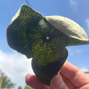 2025年梅江老树圈枝青皮 自然生晒正宗新会陈皮青皮 煲汤泡水泡茶