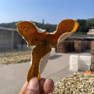 2025年新会茶坑大红鲜果 正宗新会陈皮核心产区茶坑鲜果 现摘现发