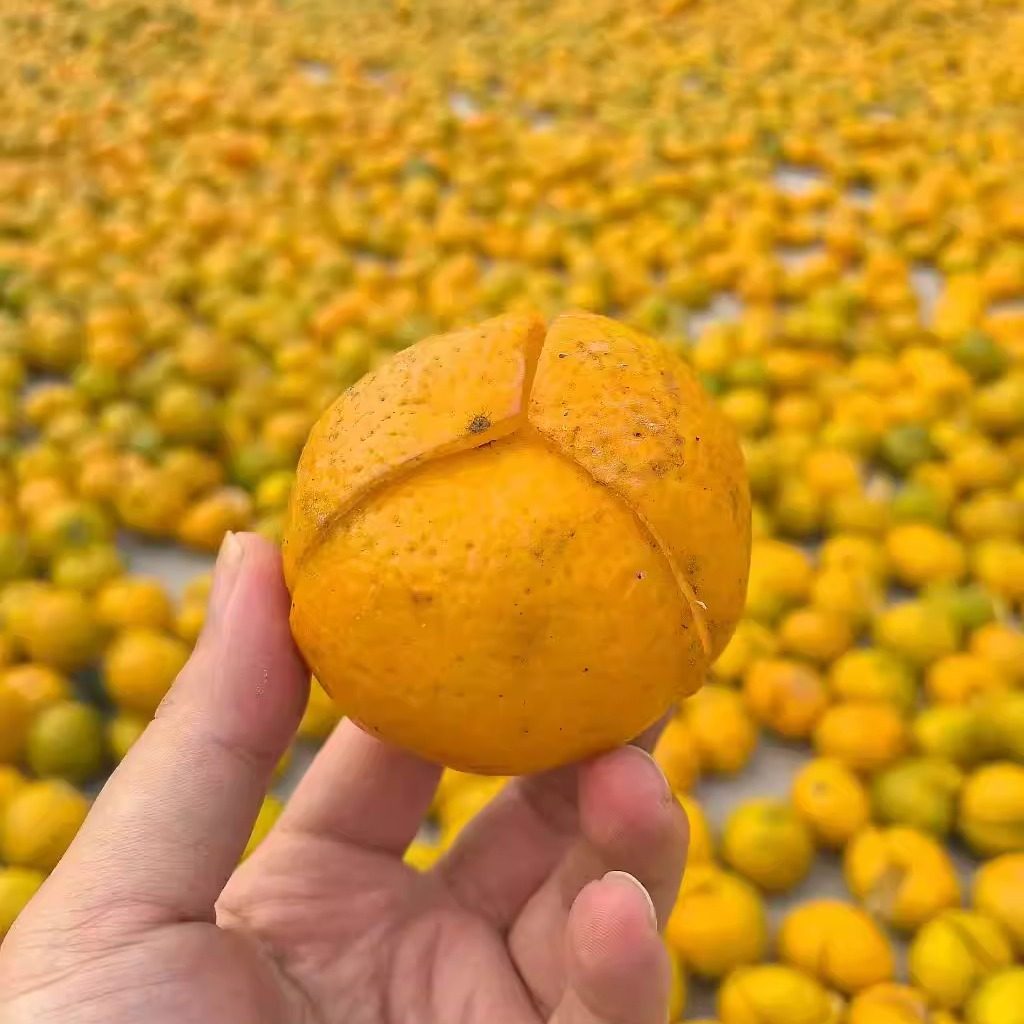 收藏级高货新会圭峰山 冬至大红鲜果 现摘现发 10斤包邮 老树圈枝,茶,陈皮茶,淘宝优惠券,粉丝福利购,淘宝优惠卷