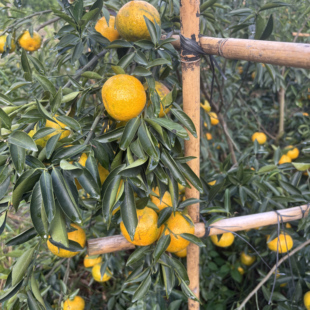 梅江塞口围 新会陈皮大红鲜果 现摘现发  核心明星产区梅江塞口围