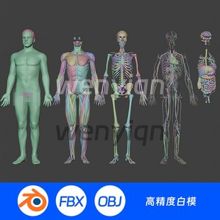 骨架心血管静脉动脉人体医学解剖肌肉器官肝脏肠Blender模型1123