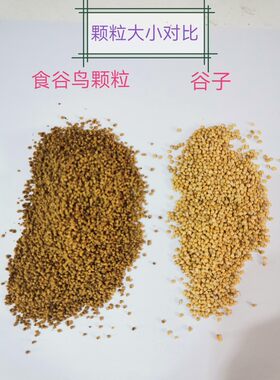 鸣雅斋谷类黄雀金翅虎头灰燕鸟