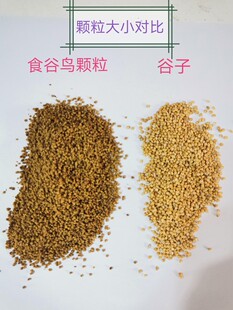 【鸣雅斋】食谷类鸟颗粒食 黄雀 金青 金翅 虎头凤 灰燕 白燕丝雀