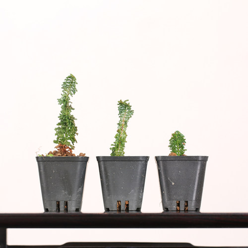 桧石化素材模板 桧石化图片下载 小麦优选