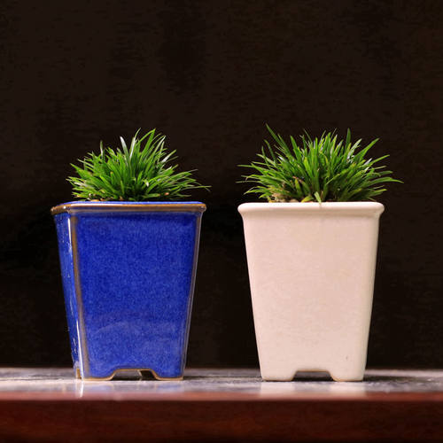 荷园有栖川香苗贵船金钱菖蒲