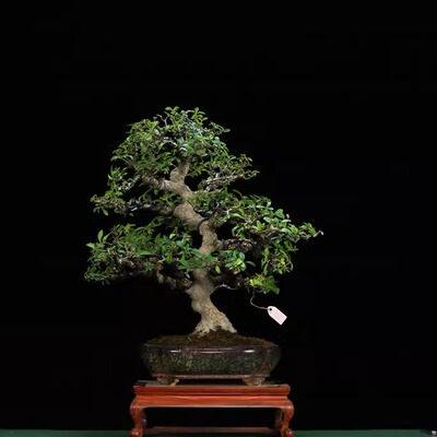 日本进口杂木 火棘   4131#