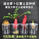 塑料透明水培花盆瓶子根茎定植篮萝卜红薯蔬菜种子盆栽苗固定器皿