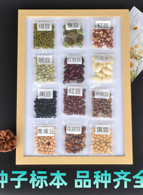 种子标本豆子蔬菜花卉装饰展示