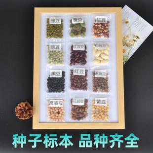 种子标本认知学习豆子蔬菜五谷花草相框幼儿园观察装饰科学墙展示
