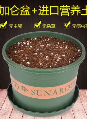 花盆带土和营养土壤塑料小加仑矮胖种植盆栽盆向日葵多肉发财树泥