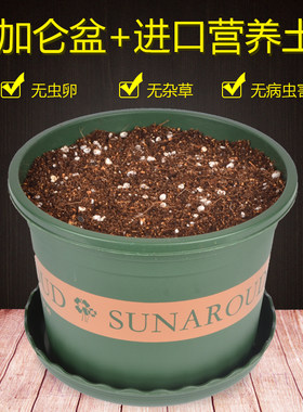 塑料花盆送营养土适合多肉月季等