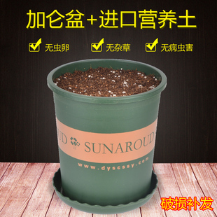 花盆和营养土壤带土塑料种植盆适合绿萝月季发财树多肉种花卉蔬菜