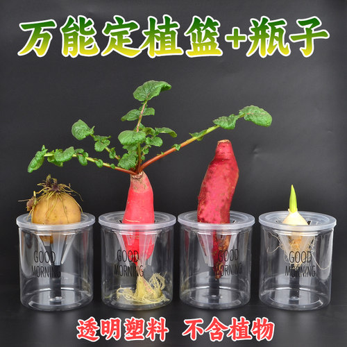塑料透明瓶子带根茎定植篮