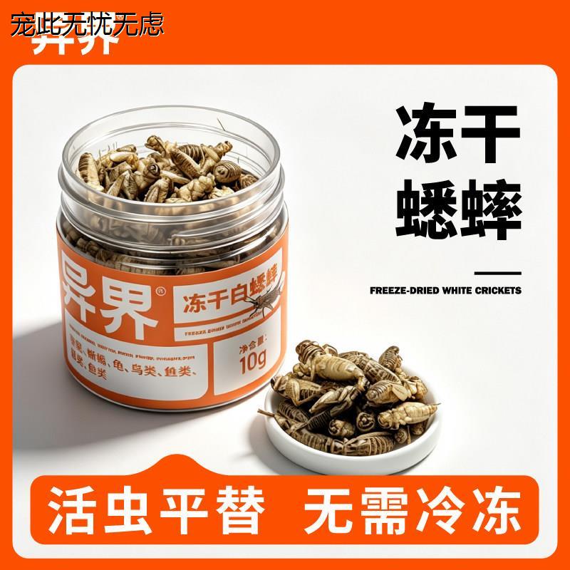 异界冻干白蟋蟀油葫芦爬