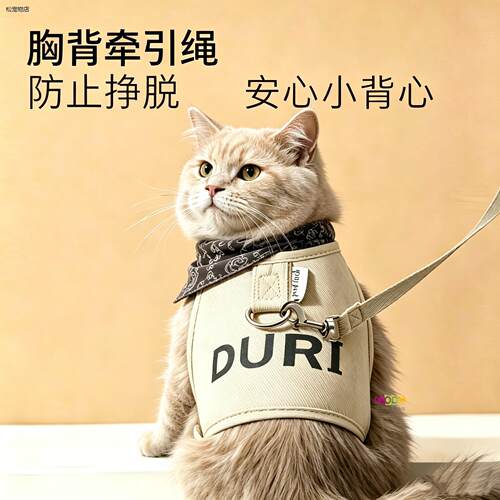 √曼基康拿破仑矮脚猫专