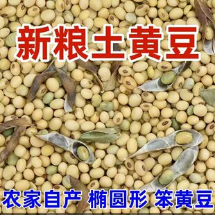新黄豆 打豆浆专用豆子甘肃农家自种老品种黄豆非转基因老黄豆