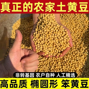 黄豆打豆浆专用豆子 农家自种大豆黄豆老品种非转基因非东北黄豆