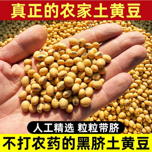 新黄豆打豆浆专用豆子自种农家大豆黄豆老品种非转基因非东北黄豆