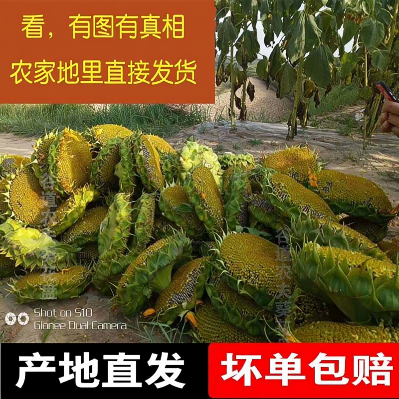 2026年新鲜 向日葵花盘带原味葵花籽 生瓜子仁孕妇食品葵花头包邮