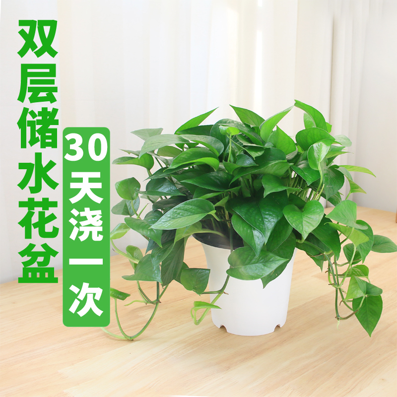 室内水培绿萝盆栽办公室绿植懒人植物花卉吸水盆吸甲醛新房好选择在类目 鲜花速递/花卉仿真/绿植园艺, 花卉/绿植盆栽（新）, 绿植中 - 来自Buy2taobao.com提供专业的淘宝代购服务