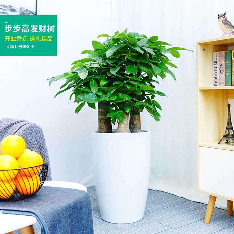 步步高发财树盆栽大颗型树桩植物绿植办公室客厅绿化开业乔迁