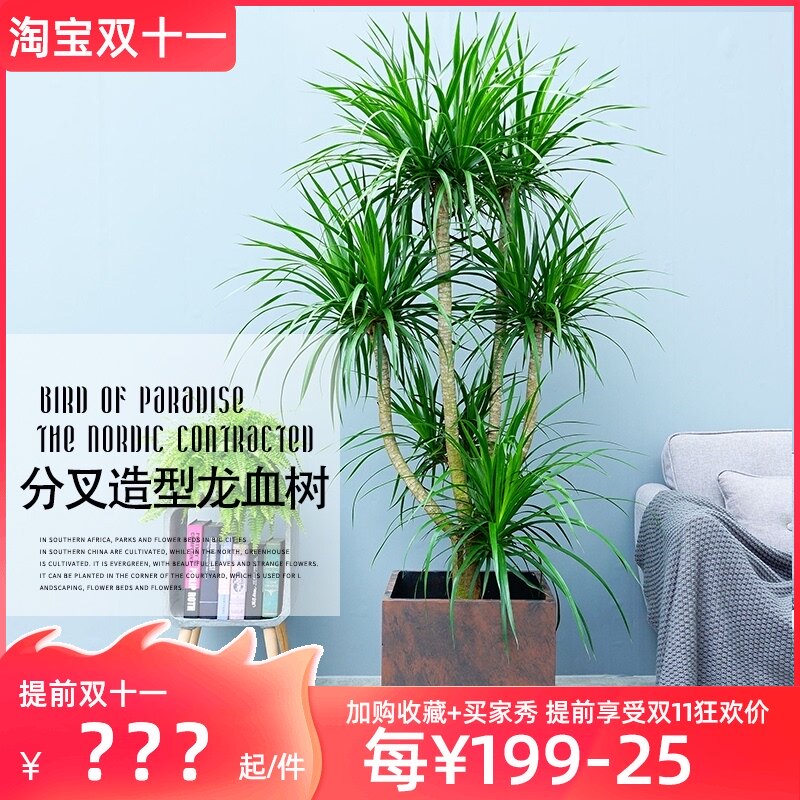 大型分叉造型龙血树盆栽室内办公室北欧简约风网红植物四季常青
