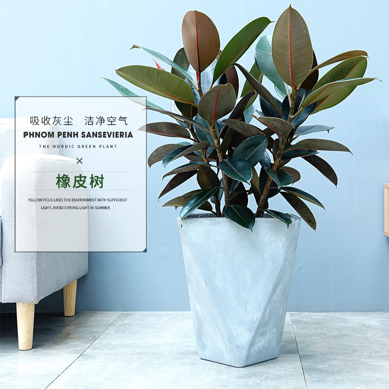 黑金刚橡皮树室内观叶植物北欧风盆栽室内客厅吸甲醛吸尘净化空气