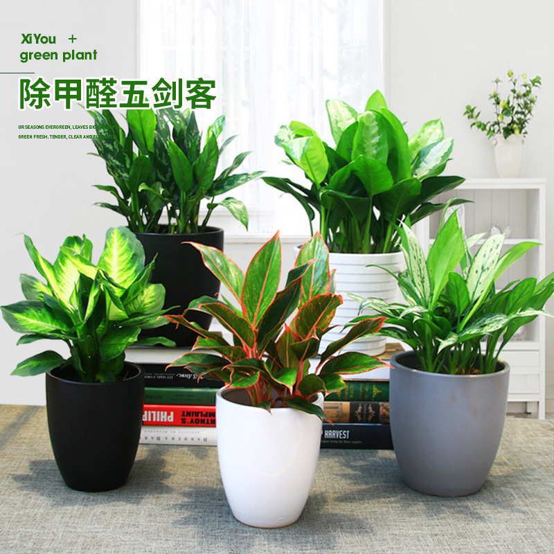 Formaldehyde absorption Potted plant Botany series gold Evergreen Silver Queen Ten thousand years Red color Botanyin the Flower delivery/Flowers simulation/Plants gardening , Flowers/Potted plants (New) , Large plants/Potted finished composition  category - from Buy2taobao.com to provide professional Taobao agent buy service