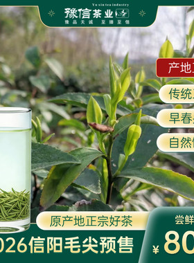 新茶2026信阳毛尖新茶绿茶散茶纯芽