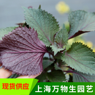 香草植物 紫苏盆栽 煮螺丝 煮鱼 内有各种香草 芳香料理