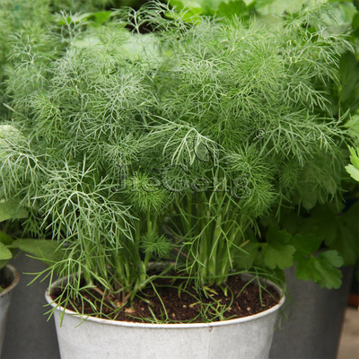 香草植物庭院阳台食用多年生