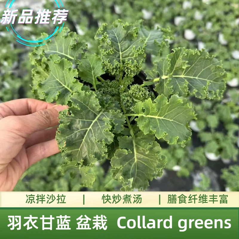 羽衣甘蓝壮苗盆栽耐寒可食用好养