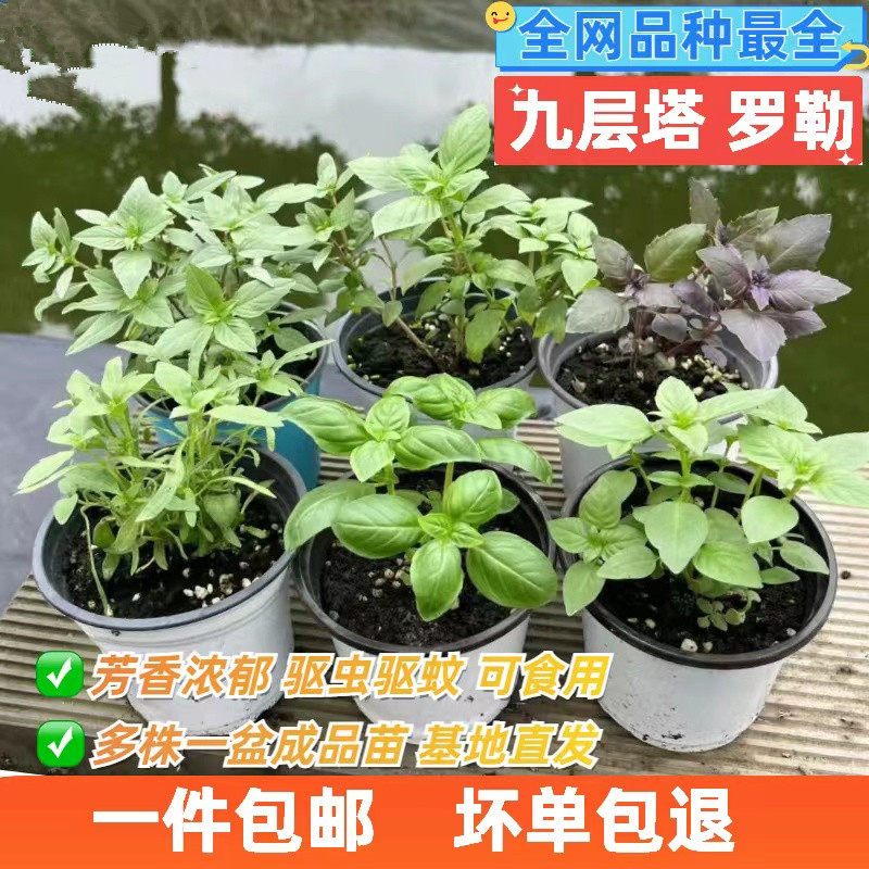 罗勒盆栽泰国九层塔盆栽意大利甜香罗勒辣球荆芥金不换可食用香草