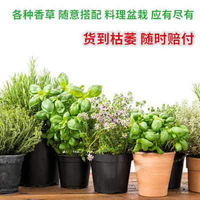 香草植物阳台庭院做菜泡茶可食用