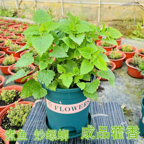 藿香苗盆栽可食用四季茴香草花园阳台鱼香叶新鲜蔬菜清热解暑驱蚊