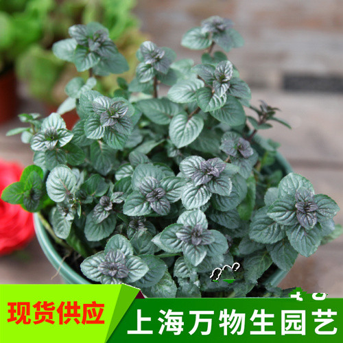 胡椒薄荷 椒香薄荷 食用薄荷 芳香植物盆栽 香草盆栽 入菜料理