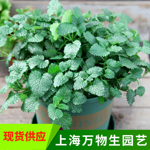 正宗柠檬香蜂草苗香水薄荷香草植物盆栽蜂蜜水蜜蜂花泡茶调酒