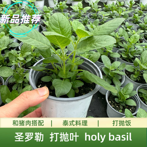 盆栽圣罗勒甲抛叶打抛叶塔抛葉泰国打抛猪肉配菜塔抛叶嘎抛叶