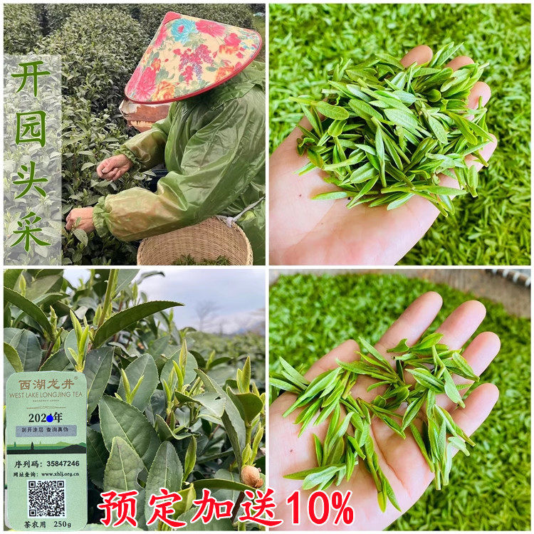 2026西湖龙井罐装豆香茶农直销