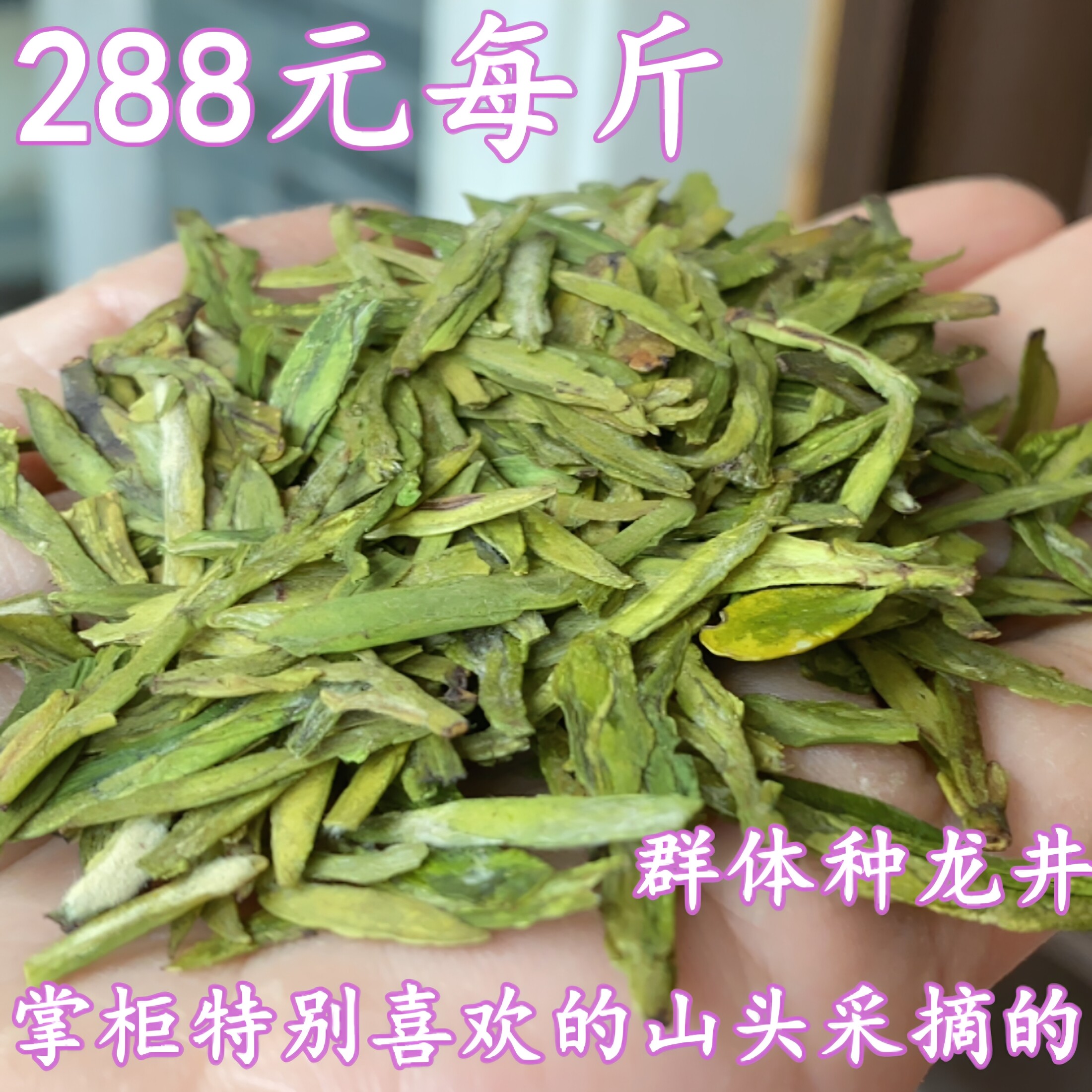 龙井茶浓香耐泡豆香2026年新茶