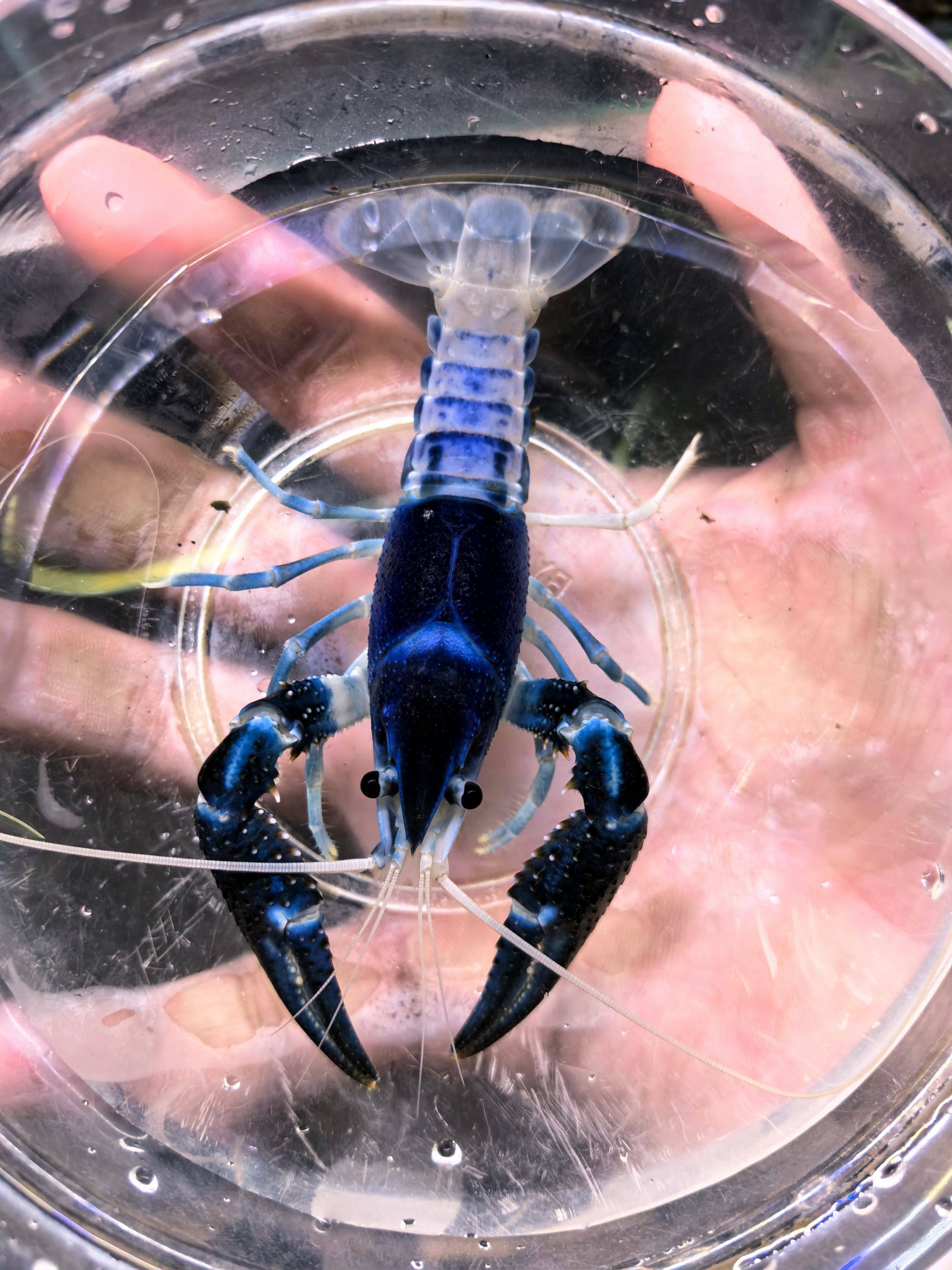 青花瓷鳌虾美系鳌虾青花瓷幽灵鳌虾观赏虾新品种
