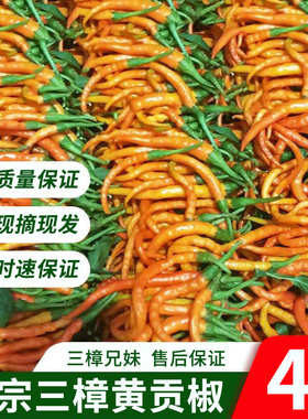 湖南衡东三樟鲜辣椒黄贡椒原产地直供新鲜黄辣子现摘现发4斤包邮