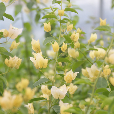 三角梅 苏瓦娜 扦插牙签苗盆栽勤花品种阳台开花庭院楼顶藤状灌木