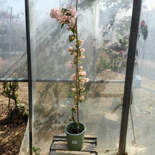 三角梅一物一拍实物实拍