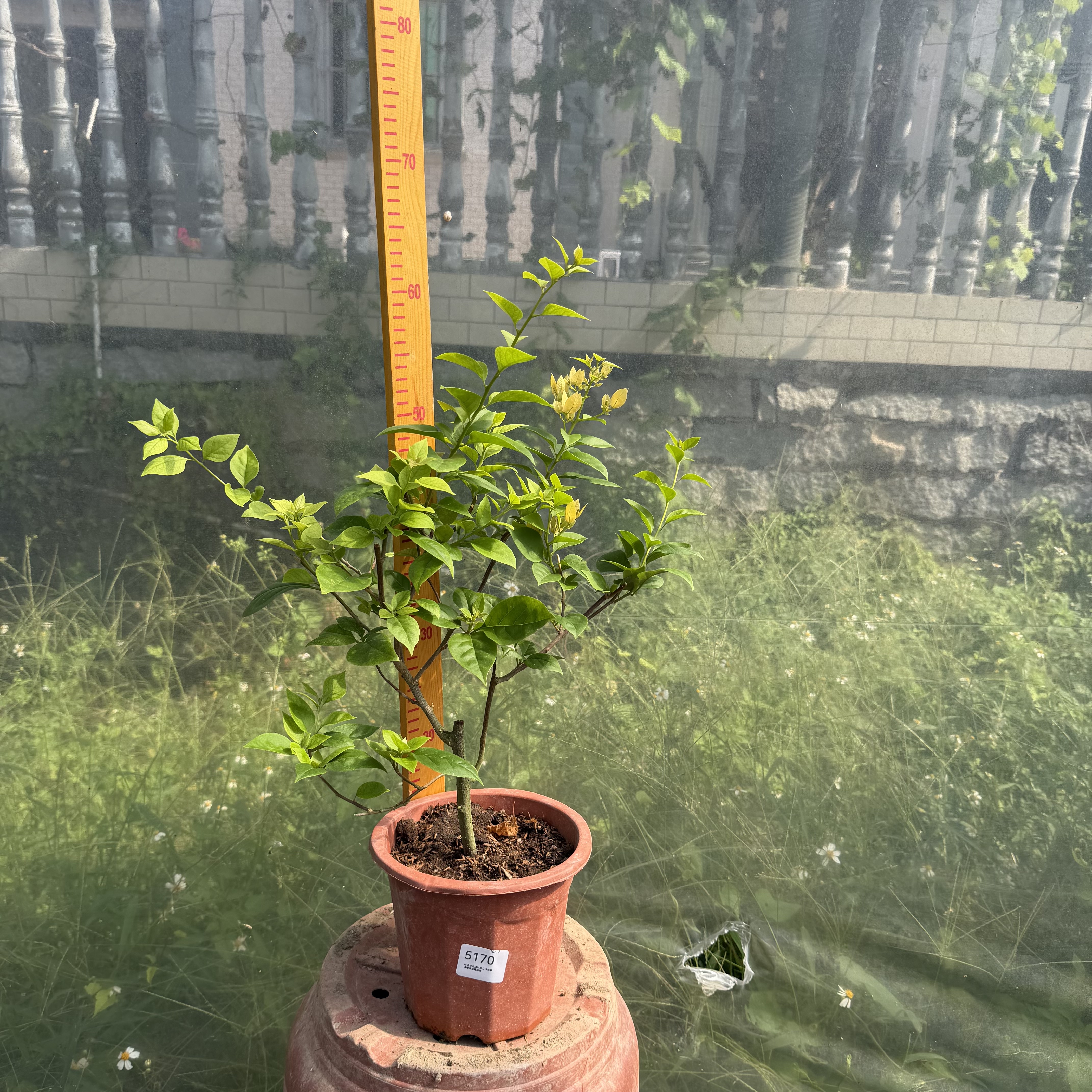 一物一拍三角梅10.17运输会掉花掉叶子换盆没售后