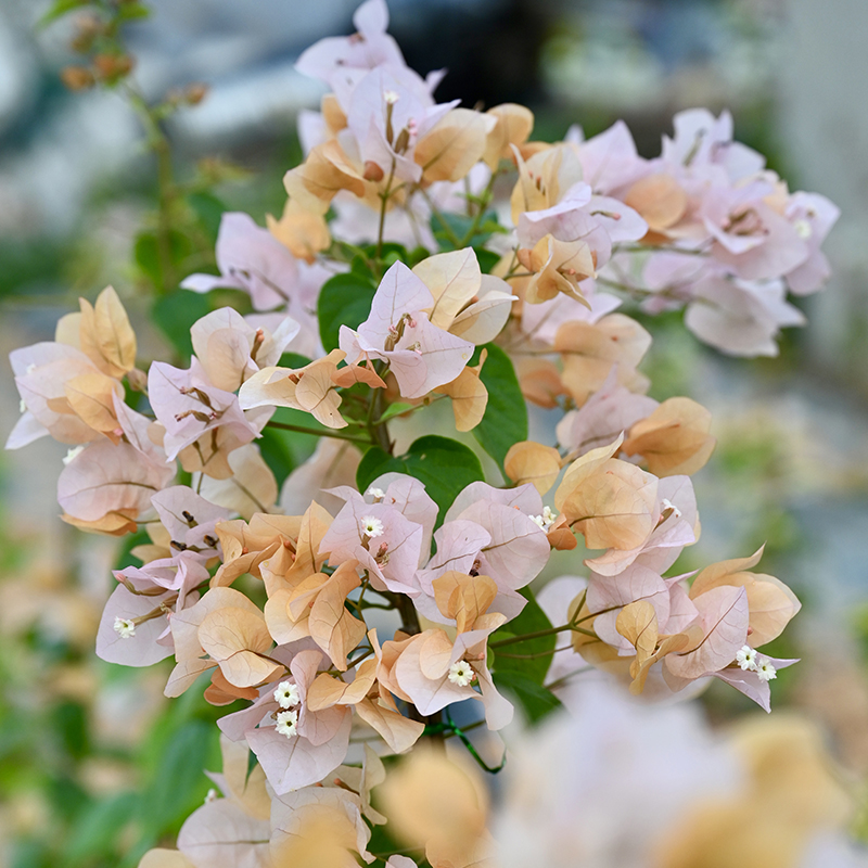 三角梅 顾念 嫡公主 嫁接苗盆栽阳台庭院楼顶开花植物 鲜花速递/花卉仿真/绿植园艺 绣球/木绣球/木本植物 原图主图