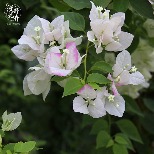 白花多三角梅口红勤花