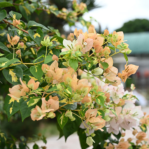 金心黄白三角梅四季开花