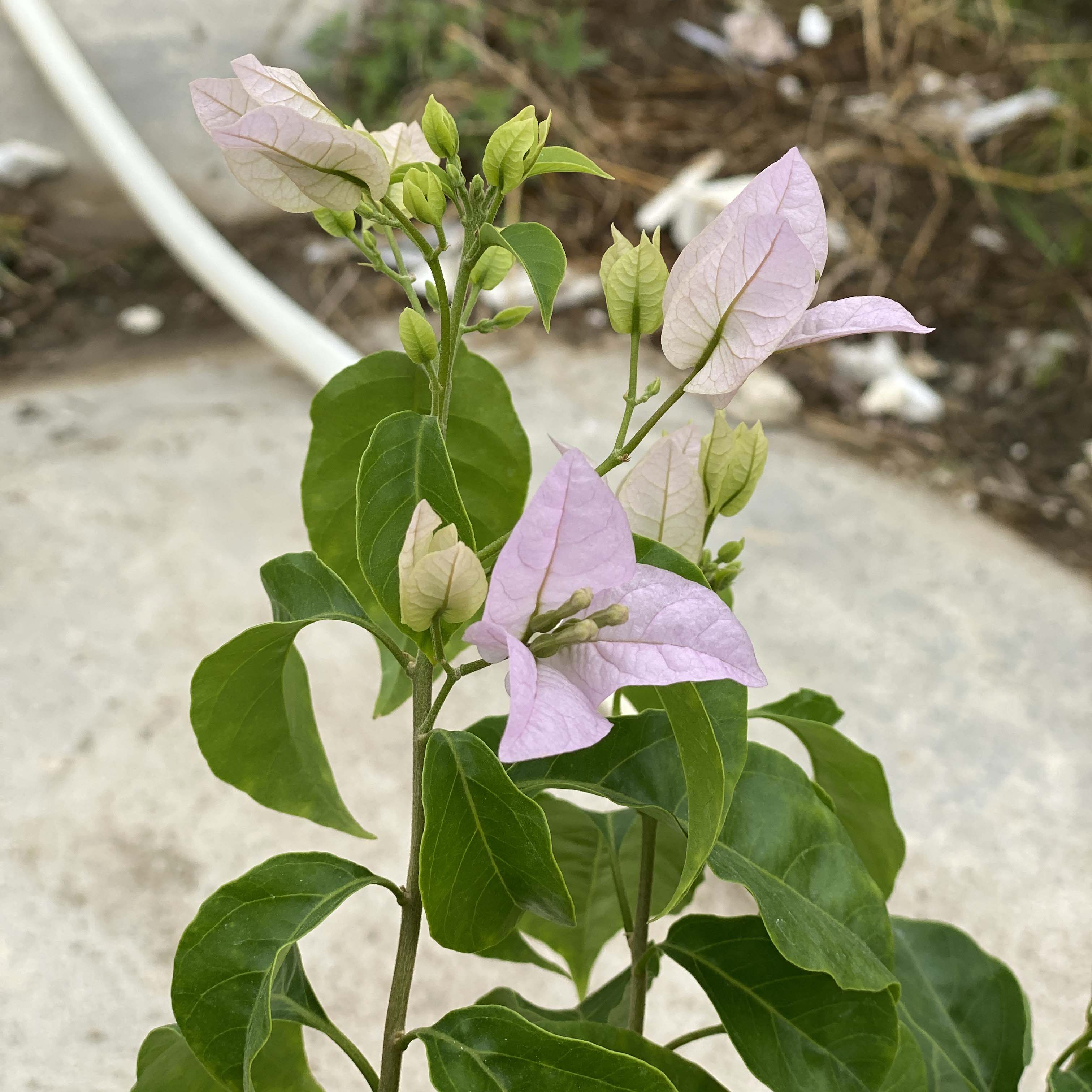漫野花卉|三角梅 浅茄 大苗阳台开花植物庭院秋季美观