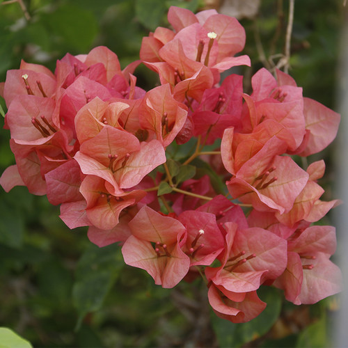 三角梅日落勤花品种开花复色